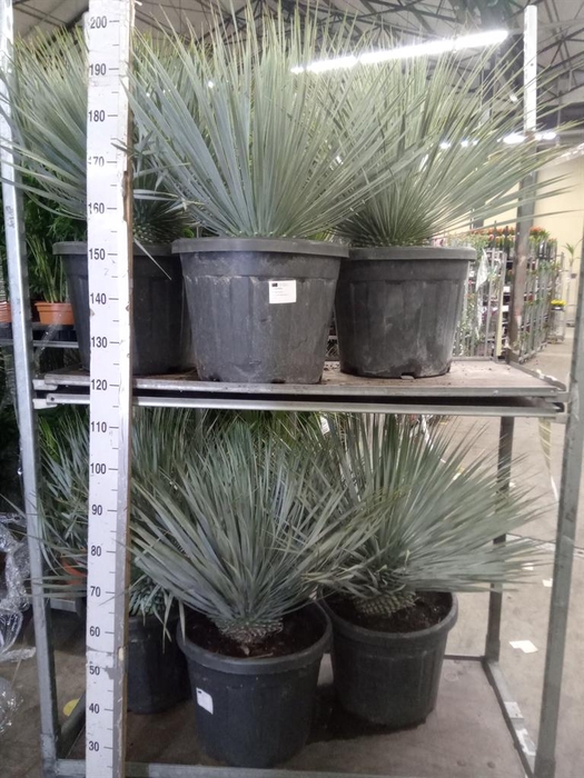 <h4>Yucca rostrata</h4>