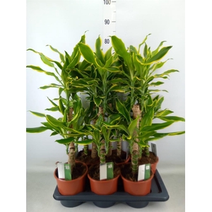 Dracaena frag. 'Golden Coast'