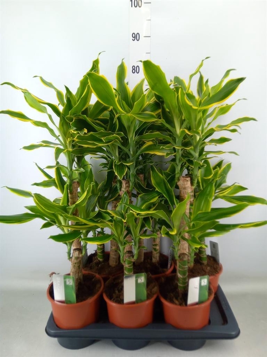 <h4>Dracaena frag. 'Golden Coast'</h4>