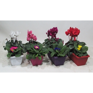 Winter Duobakje Snow