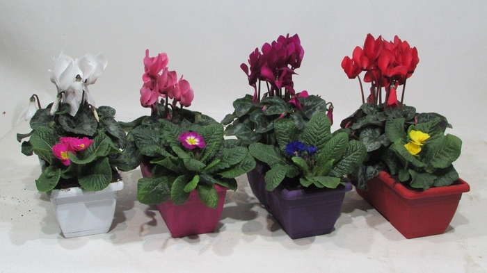 <h4>Winter Duobakje Snow</h4>