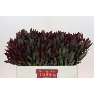 Leucadendron Saf Sunset Dark R.