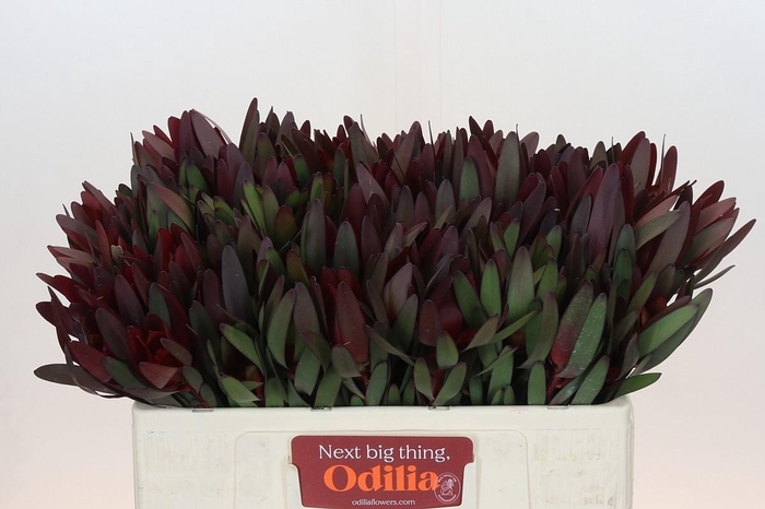 <h4>Leucadendron Saf Sunset Dark R.</h4>
