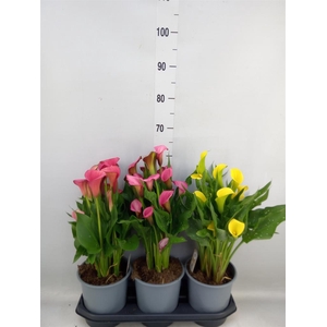 Zantedeschia   ...mix