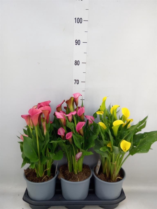 <h4>Zantedeschia   ...mix</h4>