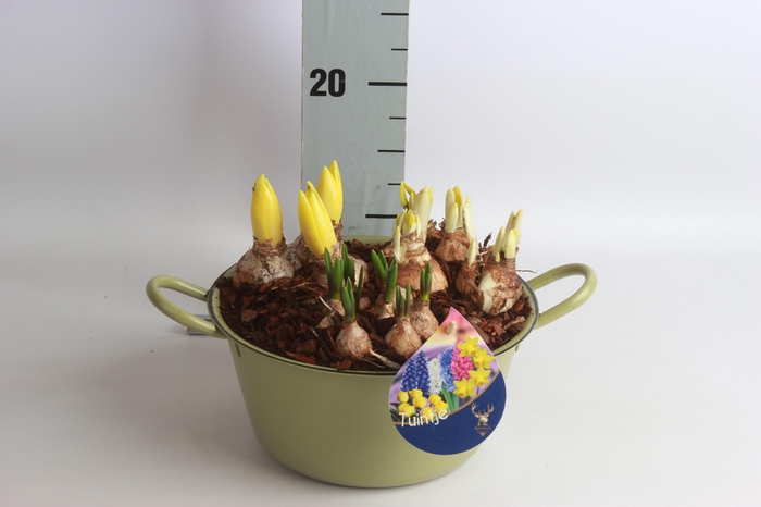 <h4>ARR BOL KNOLGEWAS</h4>