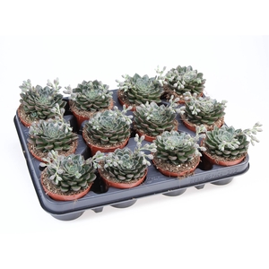 Succulents   ...