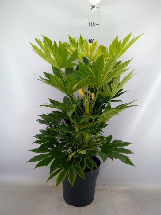 <h4>Fatsia japonica   ...</h4>