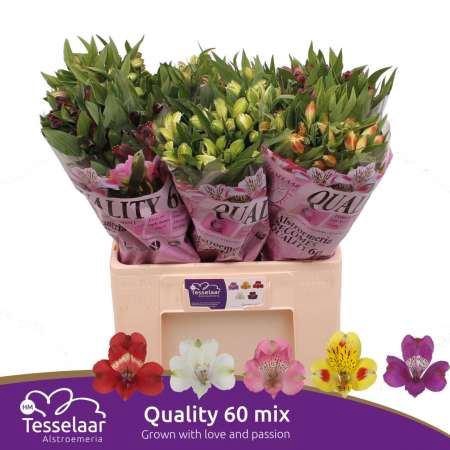 <h4>ALSTR MIX IN FUST ALSTROEMERIA QUAL</h4>