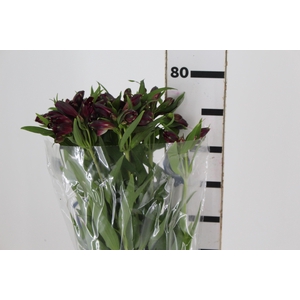 ALSTROEMERIA POMPEII 080 CM