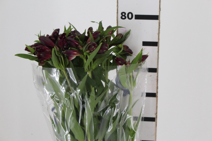 <h4>ALSTROEMERIA POMPEII 080 CM</h4>