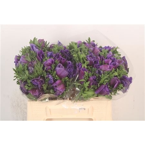 Anem Mistral Blue X25