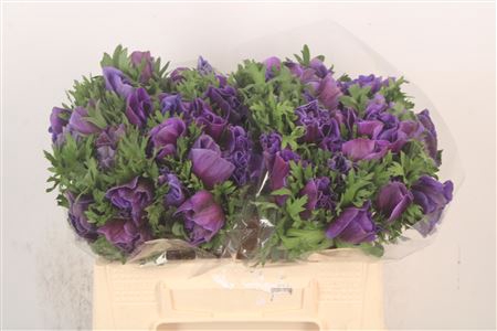 <h4>Anem Mistral Blue X25</h4>