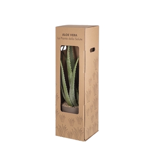 ALOE VERA POT Ø 25 - IN CARDBOARD BOX 25 X 25 X H85 (SUCCULENTEN)