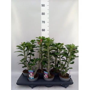 Adenium obesum 'Anouk'