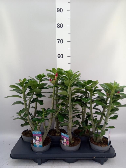 <h4>Adenium obesum 'Anouk'</h4>