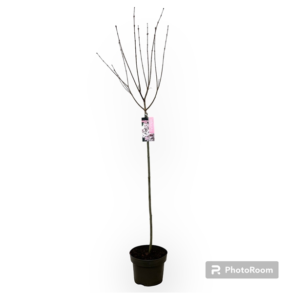 <h4>Syringa Flowerfesta White 60stam C3</h4>