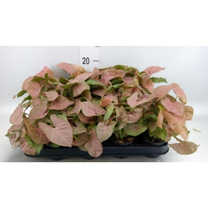 Syngonium  'Red Heart'