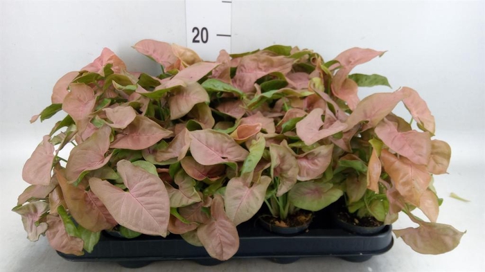 <h4>Syngonium  'Red Heart'</h4>