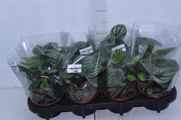 <h4>PEPEROMIA MELANCIA C13</h4>