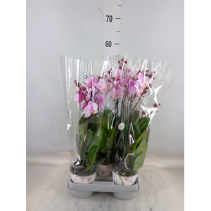 Phalaenopsis  'Ant Roskilde'