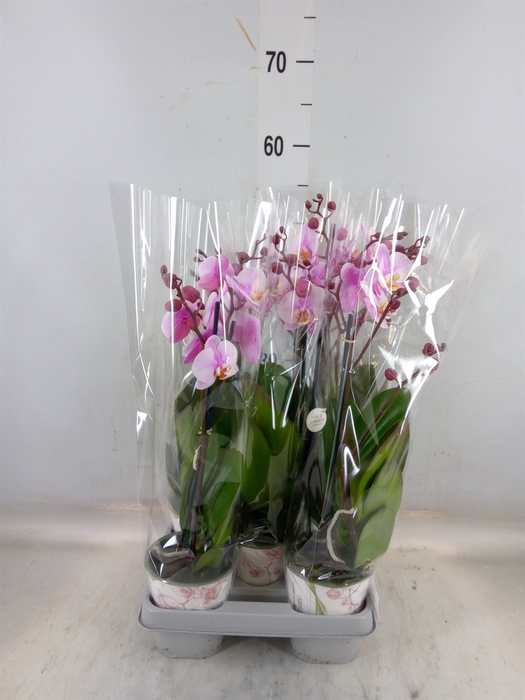 <h4>Phalaenopsis  'Ant Roskilde'</h4>