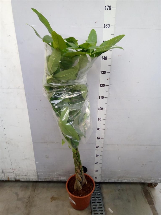 <h4>Pachira aquatica</h4>