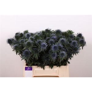 Eryn Scorpiu Questar