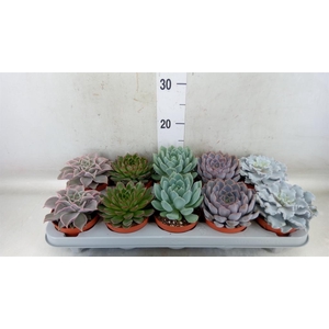 Echeveria   ...mix