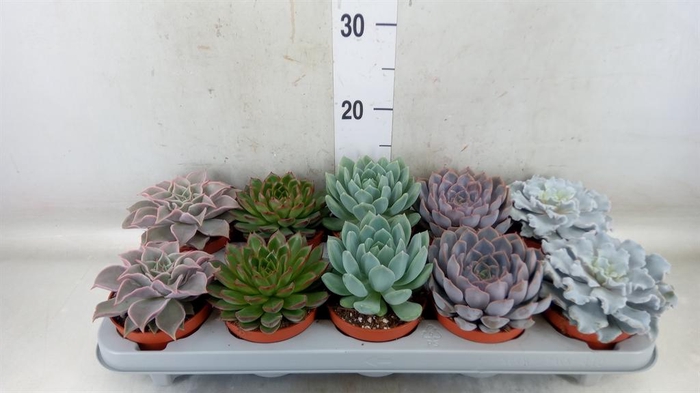 <h4>Echeveria   ...mix</h4>