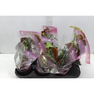 BEGONIA MACULATA P13 PO