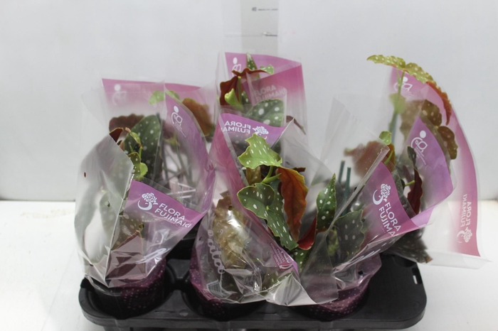 <h4>BEGONIA MACULATA P13 PO</h4>