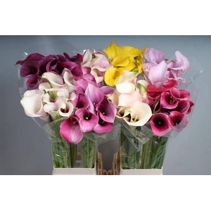 Calla Mix In Bucket A2 Kallaland