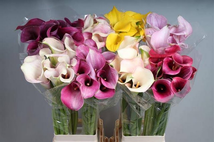 <h4>Calla Mix In Bucket A2 Kallaland</h4>