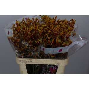 Anigozanthos Gold Fever