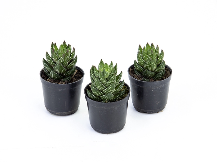 <h4>SUCULENTAS HAWORTHIA REINWARDTII P06</h4>