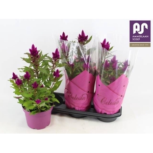 CEL DEEP PURPLE