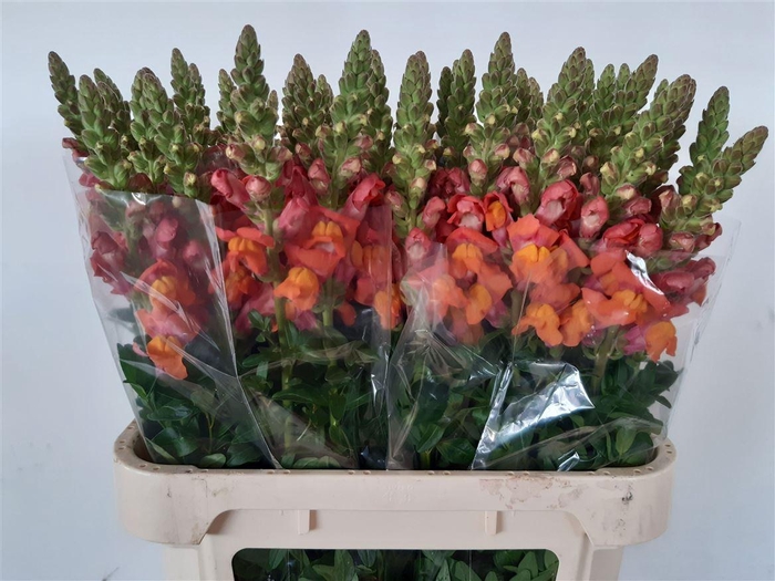 <h4>Antir Cool Orange</h4>