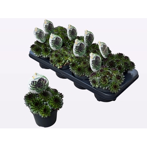 SEMP EXTRA RED POINT P12