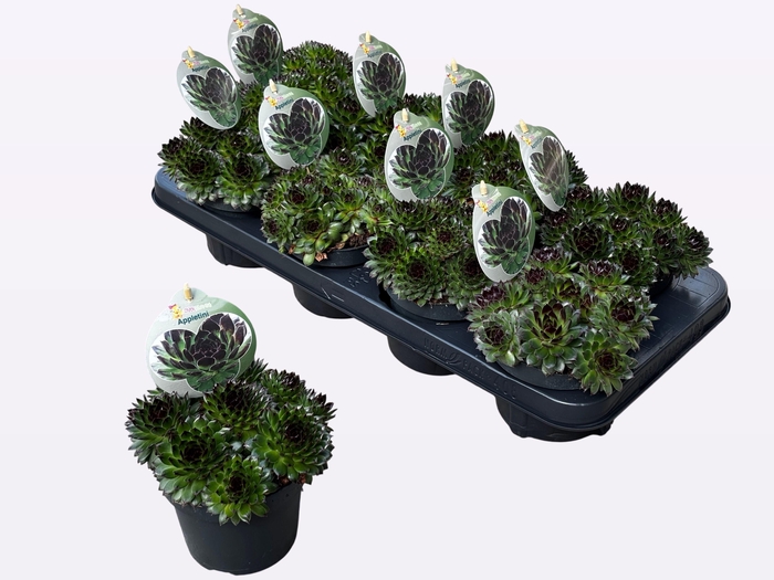 <h4>SEMP EXTRA RED POINT P12</h4>