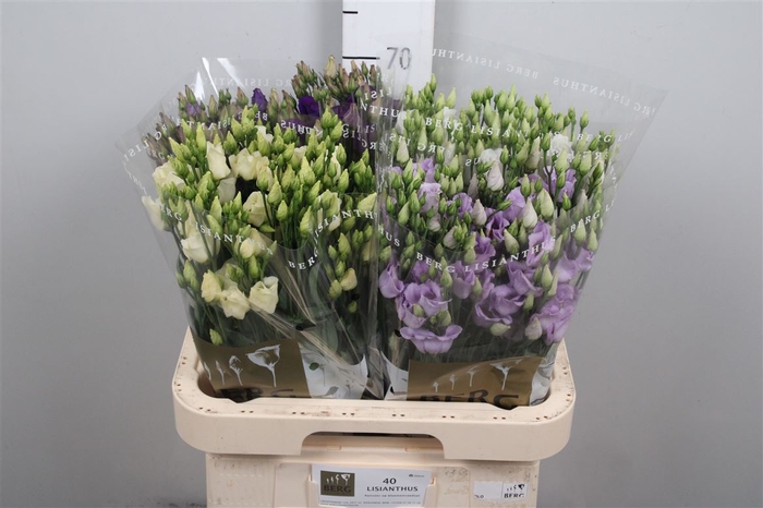 <h4>Eus E Picco Mix</h4>