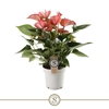 Anthurium Andreanum 2-kleurig Livium Rood