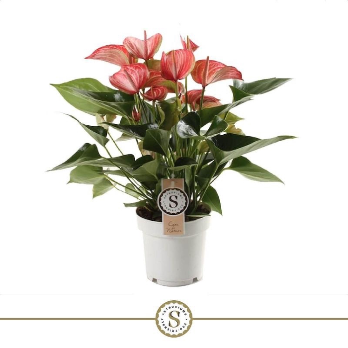 Anthurium Andreanum 2-kleurig Livium Rood