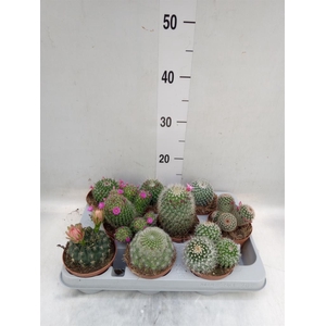 Cactus   ...mix