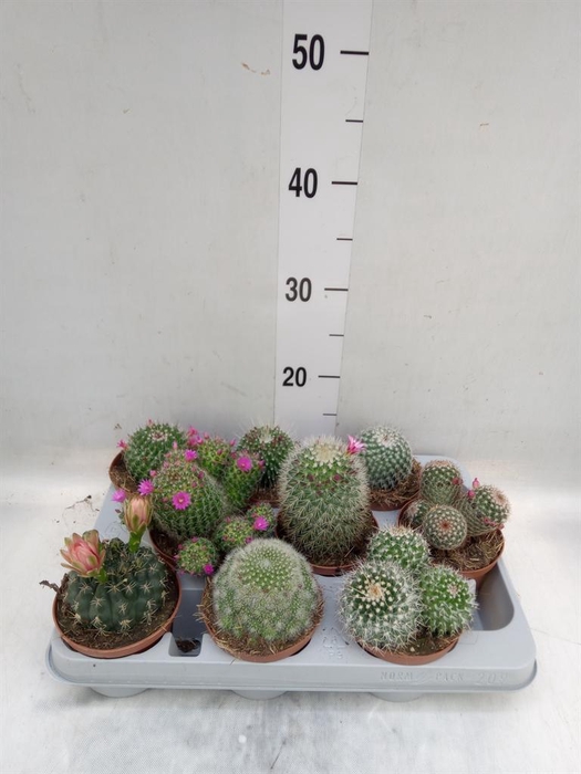 <h4>Cactus   ...mix</h4>