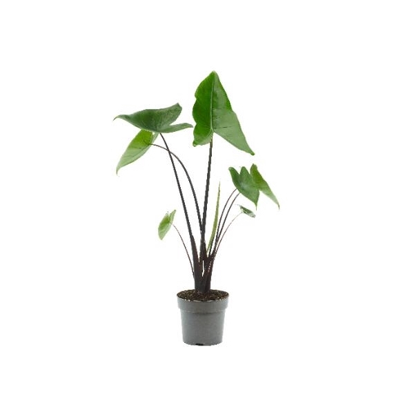 <h4>Alocasia Black Zebrina</h4>