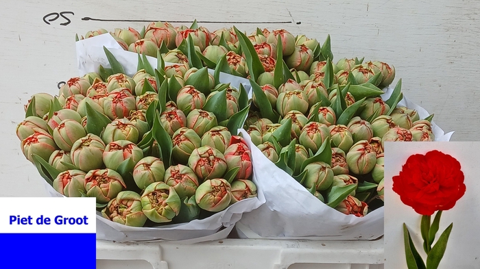 <h4>TU DU MIRANDA</h4>