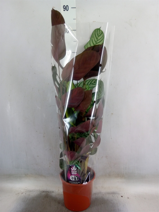 <h4>Ctenanthe setosa 'Compactstar'</h4>