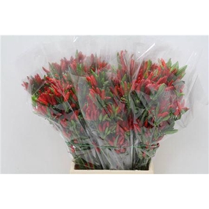 CAPSICUM PAPRIKA RED X5