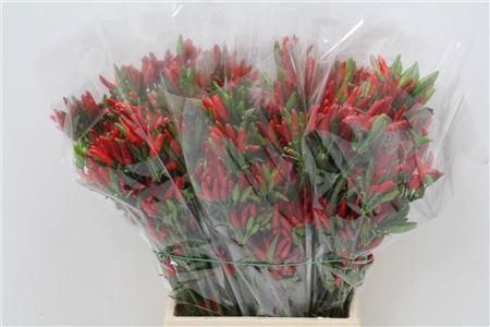 <h4>CAPSICUM PAPRIKA RED X5</h4>